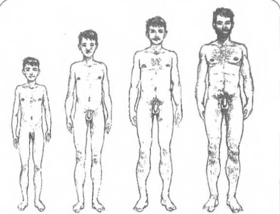 Penisgröße je nach Alter